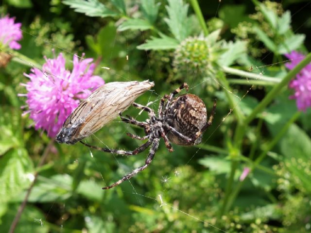 Araneus angulatus - Chiusaforte (UD)