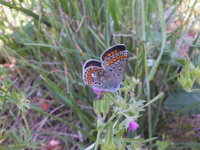 Coppia di Polyommatus icarus