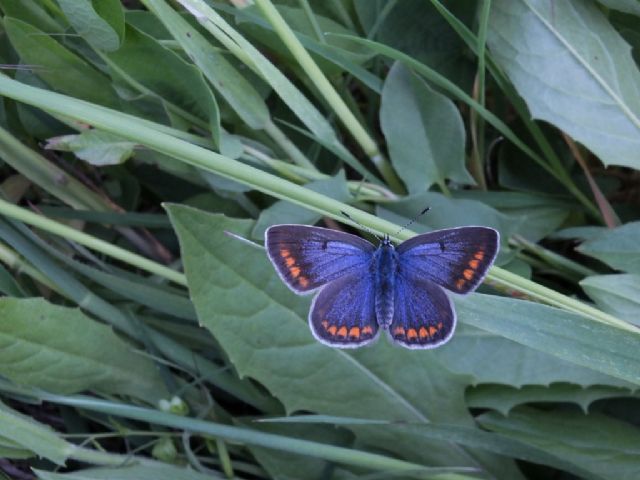 Coppia di Polyommatus icarus