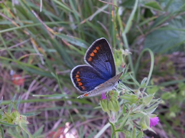 Coppia di Polyommatus icarus