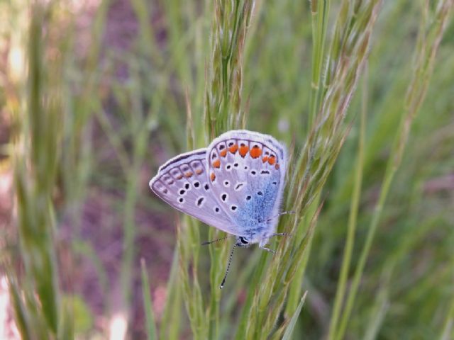 Coppia di Polyommatus icarus