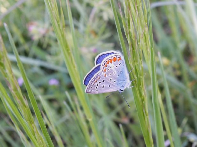 Coppia di Polyommatus icarus