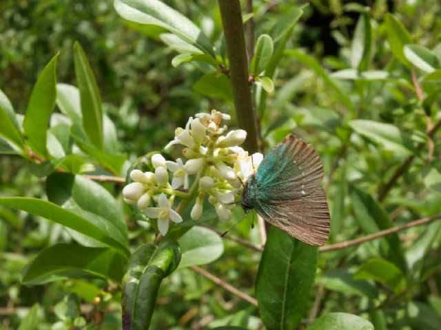 Gita nella Liguria occidentale (richiesta id per alcune specie)