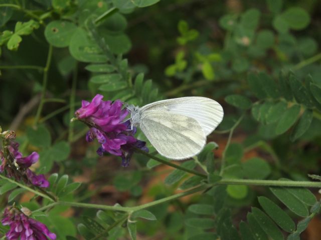 Gita nella Liguria occidentale (richiesta id per alcune specie)