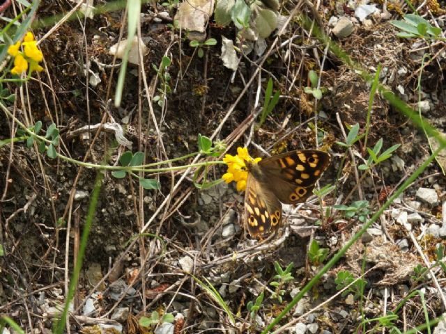 Gita nella Liguria occidentale (richiesta id per alcune specie)