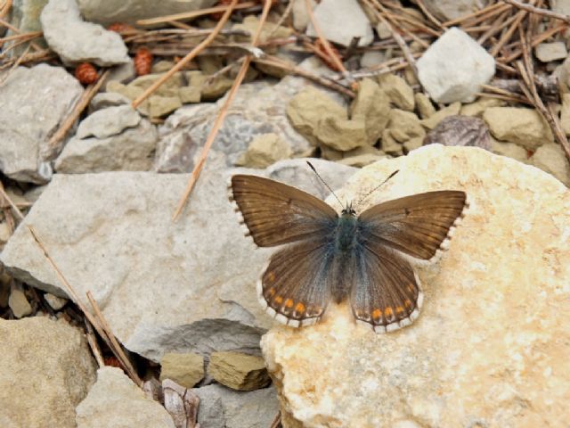 Gita nella Liguria occidentale (richiesta id per alcune specie)