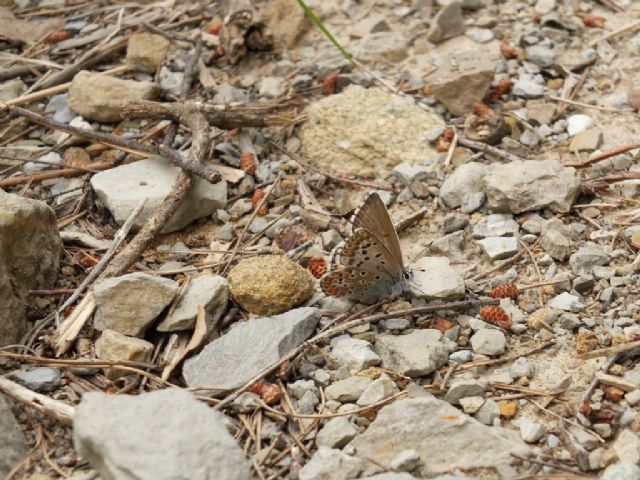 Gita nella Liguria occidentale (richiesta id per alcune specie)