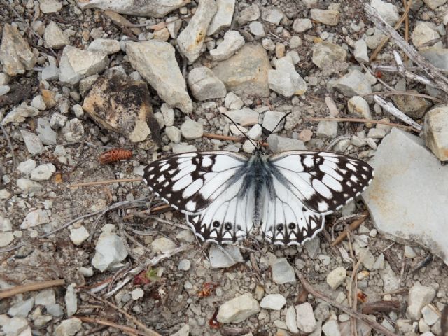 Gita nella Liguria occidentale (richiesta id per alcune specie)