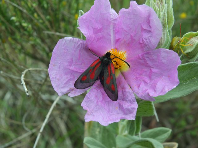 Gita nella Liguria occidentale (richiesta id per alcune specie)