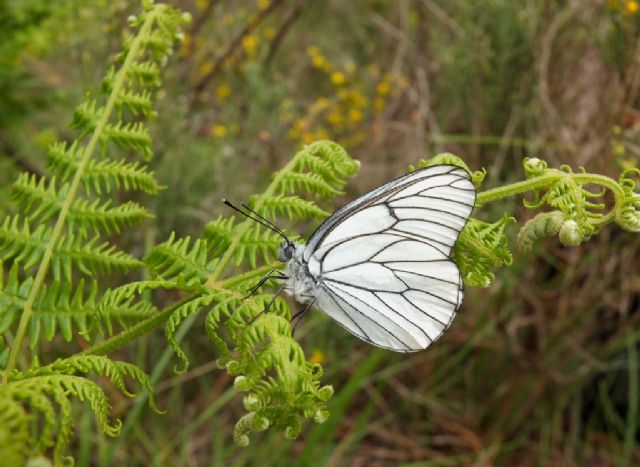 Gita nella Liguria occidentale (richiesta id per alcune specie)