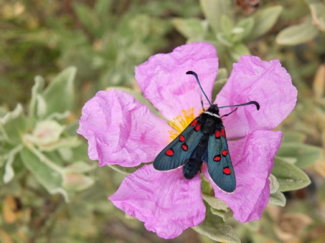 Gita nella Liguria occidentale (richiesta id per alcune specie)