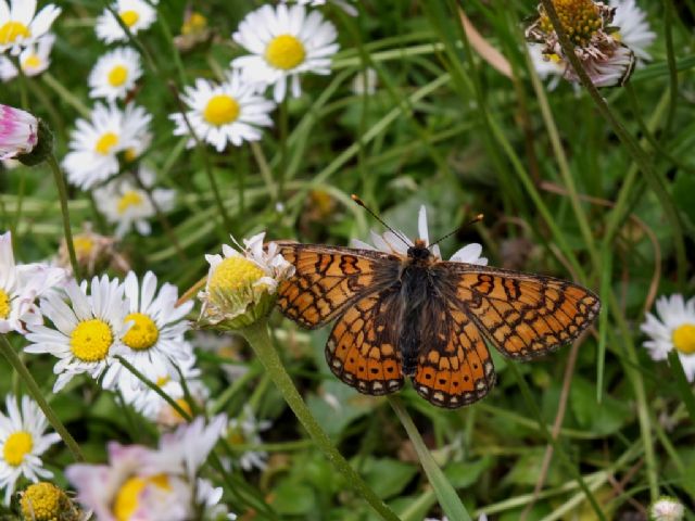 Gita nella Liguria occidentale (richiesta id per alcune specie)