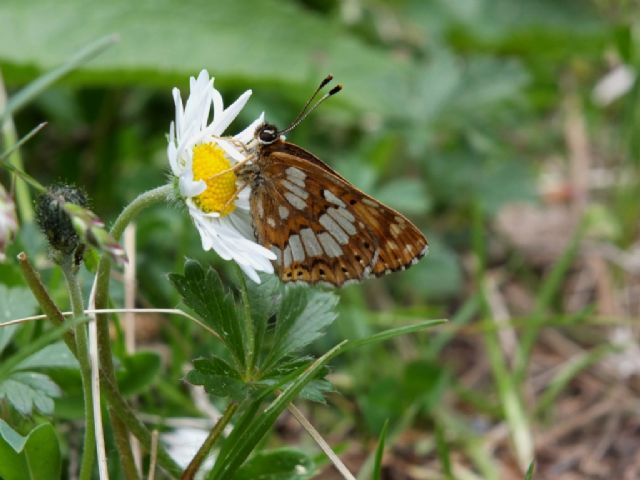 Gita nella Liguria occidentale (richiesta id per alcune specie)