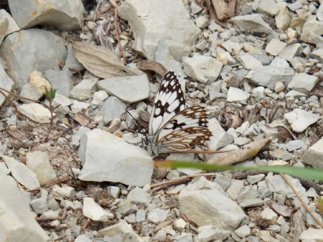 Melanargia occitanica