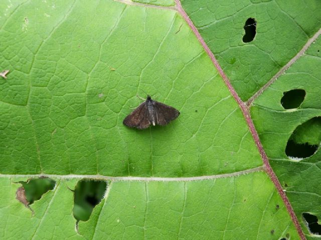 Farfalla da identificare - Pyrausta coracinalis, Crambidae