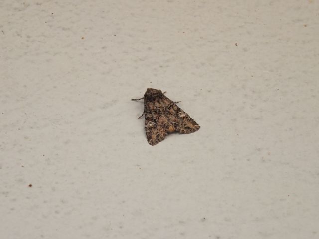 Noctuidae: Hadena silens? No, Mamestra brassicae