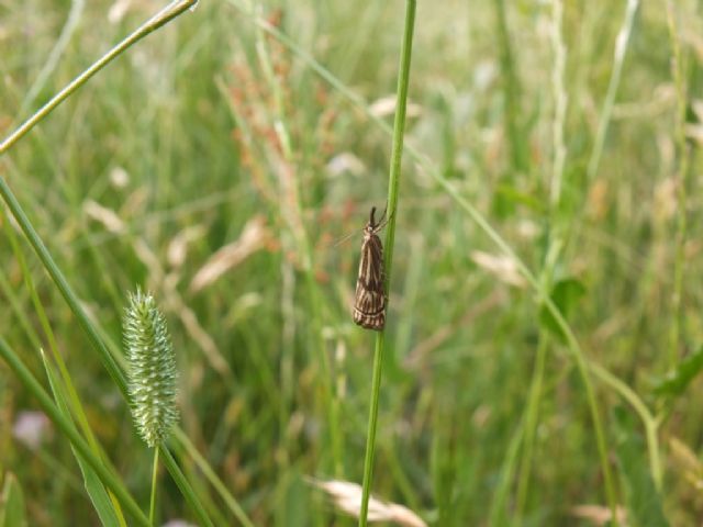 Crambidae - Chrysocrambus sardiniellus