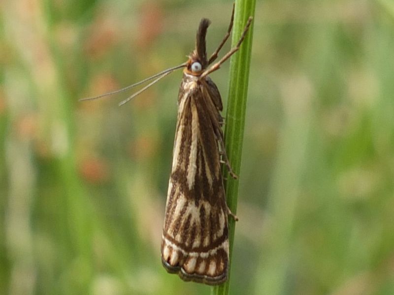 Crambidae - Chrysocrambus sardiniellus