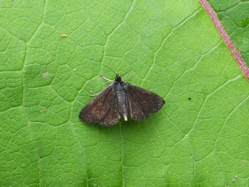 Farfalla da identificare - Pyrausta coracinalis, Crambidae