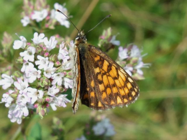 Melitaea da determinare - Melitaea nevadensis, Nymphaildae