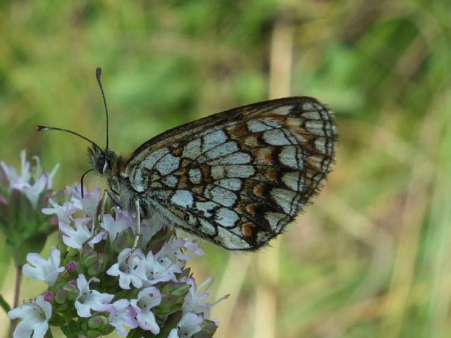 Melitaea da determinare - Melitaea nevadensis, Nymphaildae