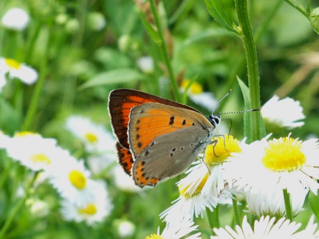 Aberrazione di Lycaena alciphron cfr.