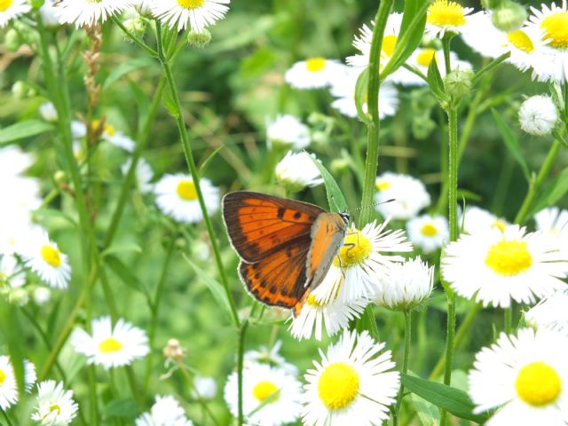 Aberrazione di Lycaena alciphron cfr.