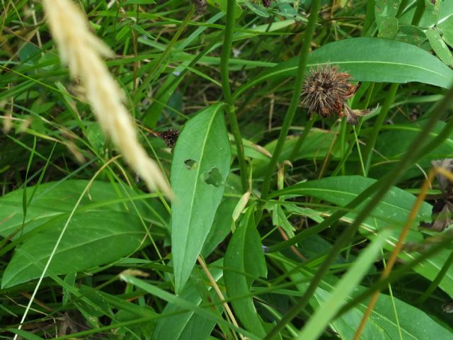 Succisa pratensis / Morso del diavolo