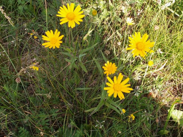 Buphthalmum salicifolium  (Asteraceae)