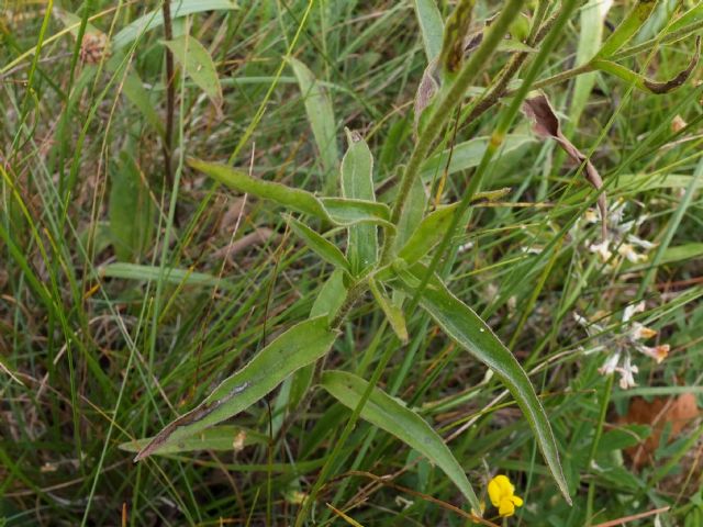 Buphthalmum salicifolium  (Asteraceae)