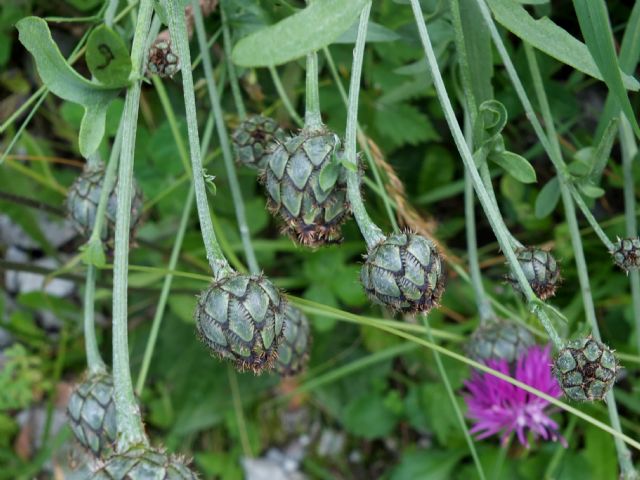 Centaurea scabiosa / Fiordaliso vedovino