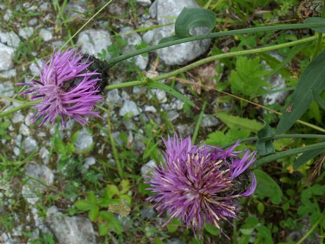 Centaurea scabiosa / Fiordaliso vedovino