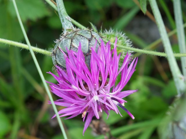 Centaurea scabiosa / Fiordaliso vedovino