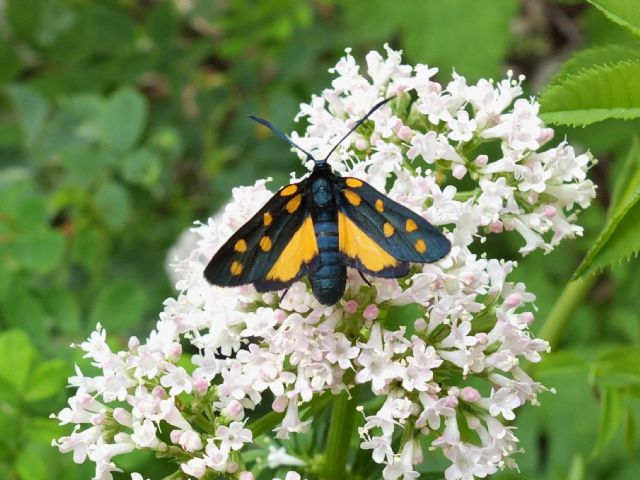 Zygaena (Zygaena) transalpina ssp. tilaventa