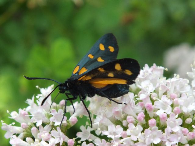 Zygaena (Zygaena) transalpina ssp. tilaventa