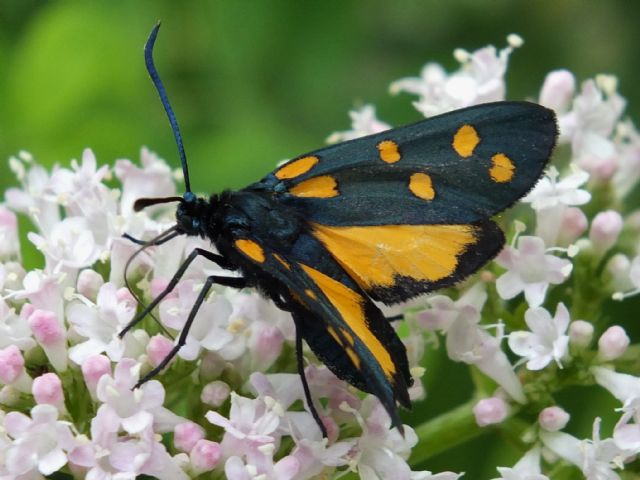 Zygaena (Zygaena) transalpina ssp. tilaventa