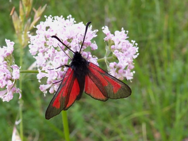 Farfalla da identificare : Zygaena purpuralis? Sì