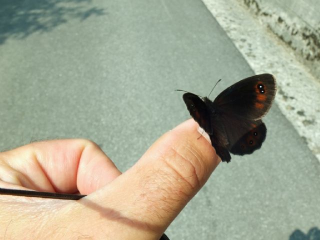 Erebia sp.