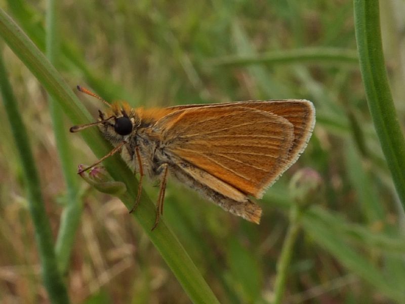 Thymelicus lineola sul Gennargentu