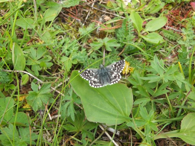 Farfalle Val Raccolana: Giugno