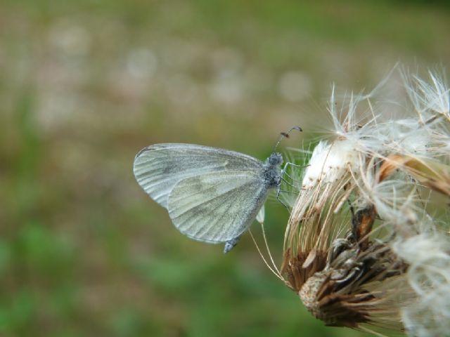 Farfalle Val Raccolana: Giugno