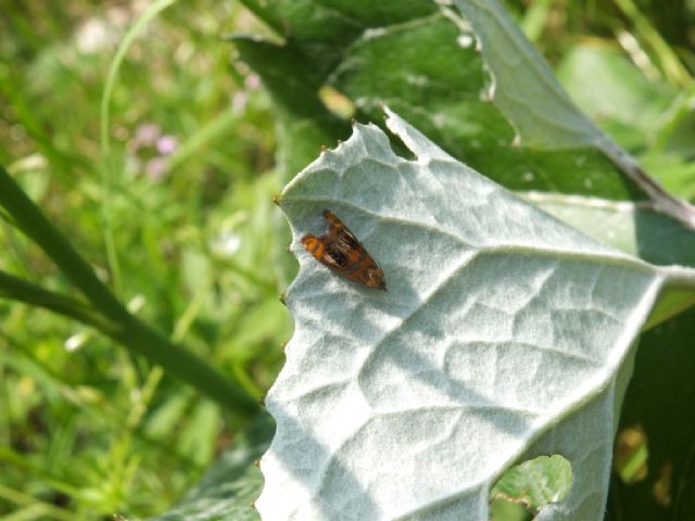 Farfalle Val Raccolana: Giugno