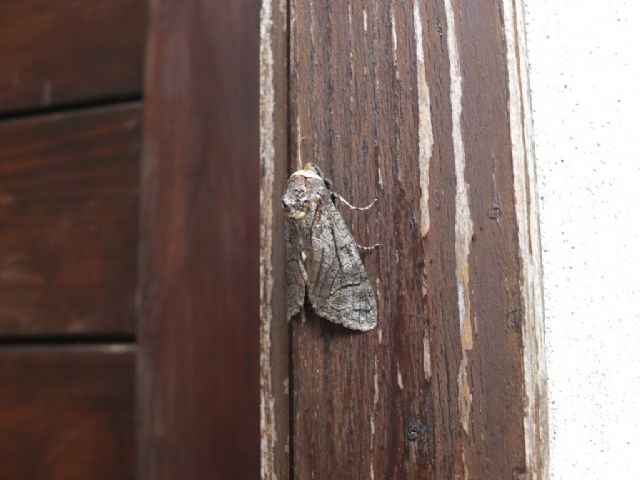 Farfalle Val Raccolana: Luglio