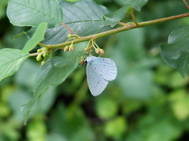 Farfalle Val Raccolana: Agosto