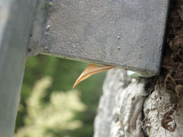 Farfalle Val Raccolana: Agosto