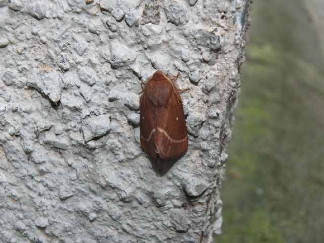 Farfalle Val Raccolana: Agosto