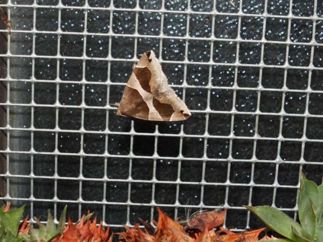 Farfalle Val Raccolana: Agosto