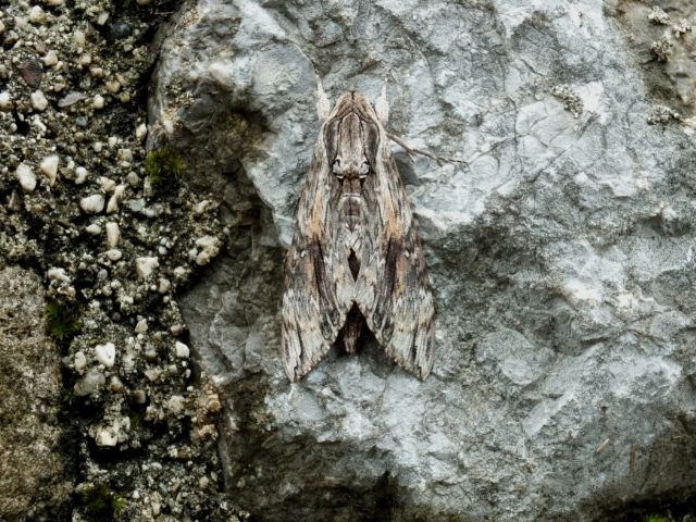 Farfalle Val Raccolana: Agosto