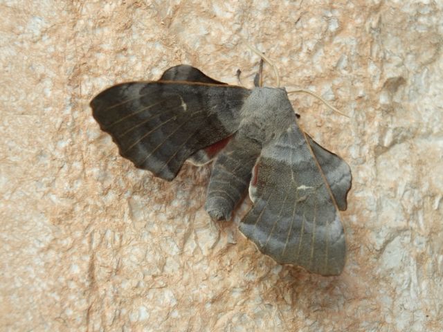 Farfalle Val Raccolana: Agosto