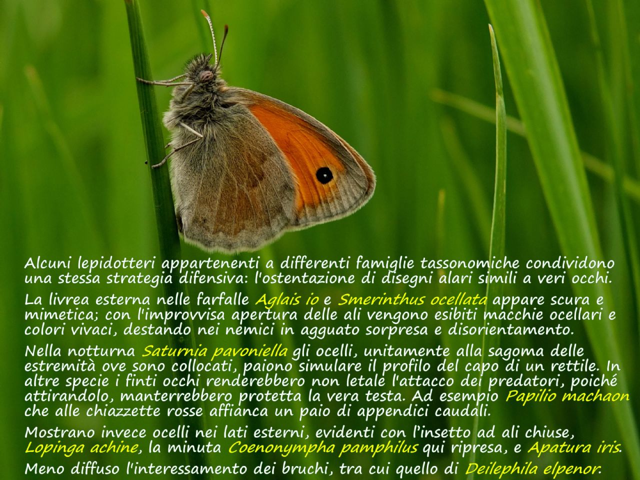 Calendarietto naturalistico